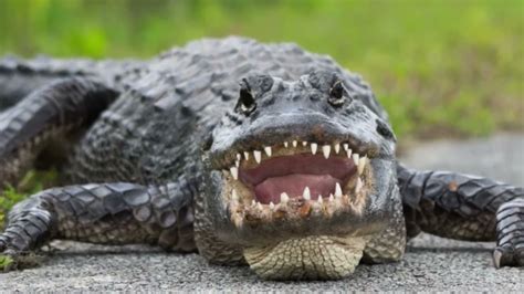 Toradh íomhá ar How Fast Are Alligators On Land