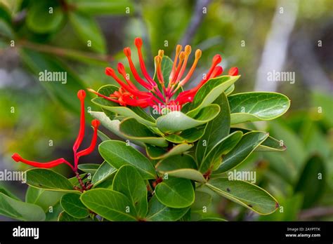 Toradh íomhá ar Chilean Firetree Dormant