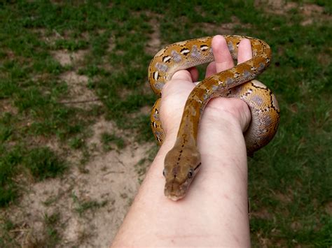 Image result for Super Dwarf Reticulated Python