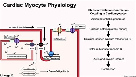 Image result for Myocyte Repolarizes Muscle Contraction