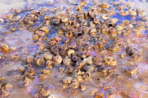 Image result for Moluscos