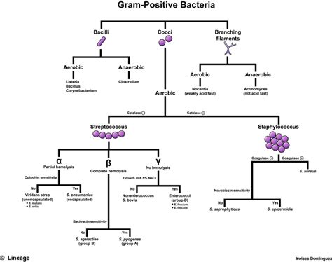 Image result for Gram-positive Algorithm