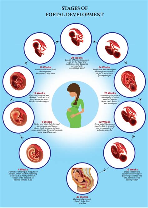 Image result for Human Reproduction Interactive