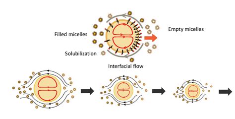 Solubilization に対する画像結果