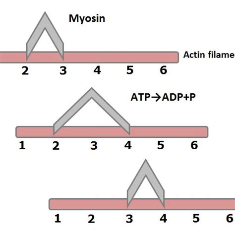 Image result for Myosin and Actin Filament Diagram Simple