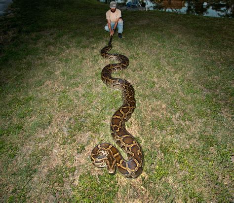 23 FT Python に対する画像結果