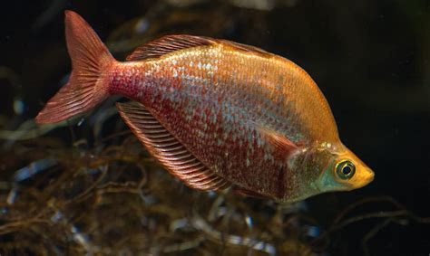 Rainbow Fish Environment に対する画像結果