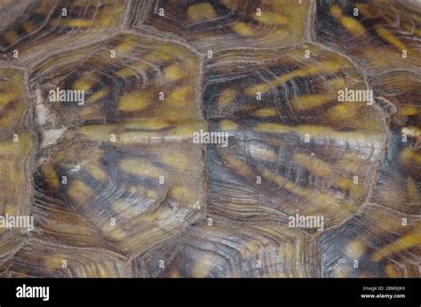 Purple Turtle Box Shell に対する画像結果