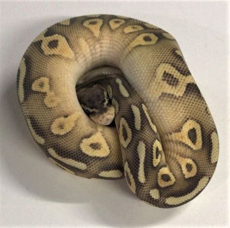Image result for Mojave Pastel Lesser Ball Python