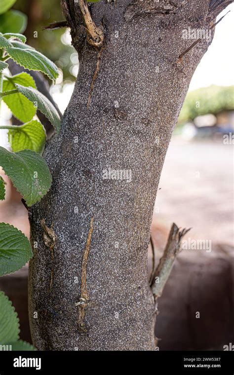 Toradh íomhá ar Scale Insect Lemon Tree
