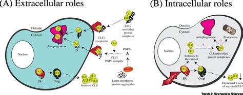 Cell Transport System Extracellular to Intracellular に対する画像結果