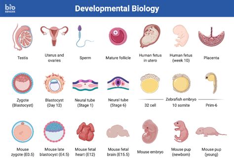 Image result for Biological Development of a Child Example