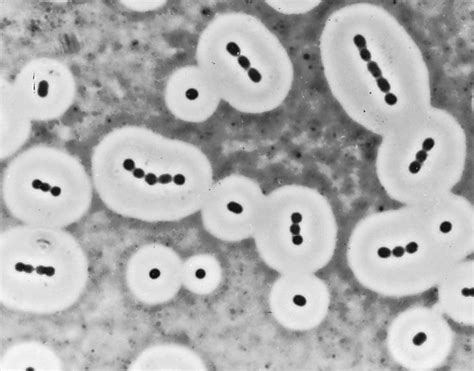 Autotrophic Bacterium に対する画像結果