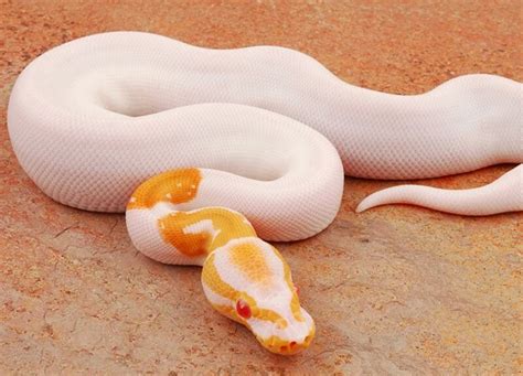 Image result for True Albino Ball Python
