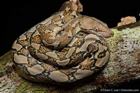 Burmese Python Reticulated に対する画像結果
