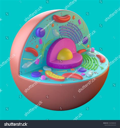 Image result for Animal Cell Chart Labeled