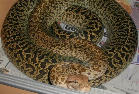 Image result for Burmese Python Food Chain