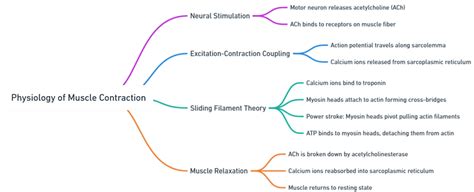 Toradh íomhá ar Muscle Contraction Concept Map