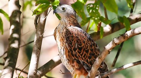 Image result for Red Goshawk Life Cycle Flow Chart
