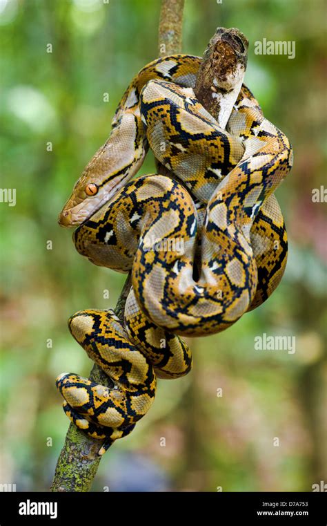 Image result for Burmese Python Reticulated