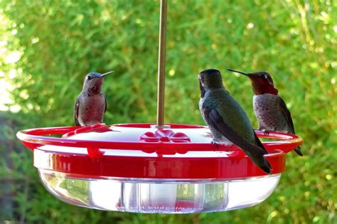 Unlimited Nectar For Wild Birds - Pet Food Guide