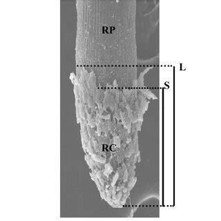 Image result for Root Cap