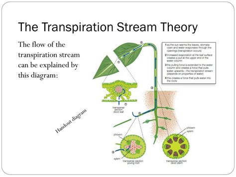 Toradh íomhá ar Transpiration Stream Diagram