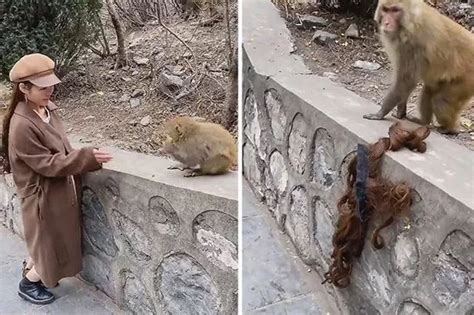 Godzilla Fat Monkey に対する画像結果