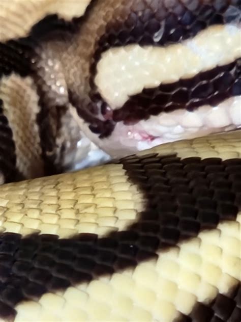 Image result for Ball Python Rbite