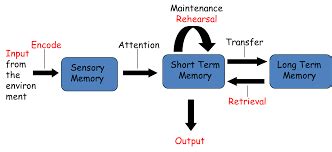 Image result for Memory Store Atkinson-Shiffrin