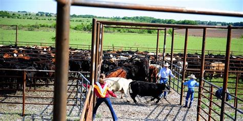 Image result for Horseback Sorting Cattle