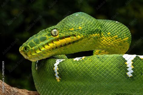 Image result for Emerald Green Tree Python