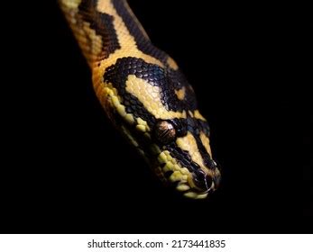 Image result for Yellow Diamond Python
