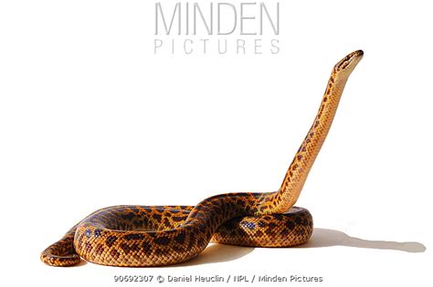 Image result for Spotted Python Backgrond