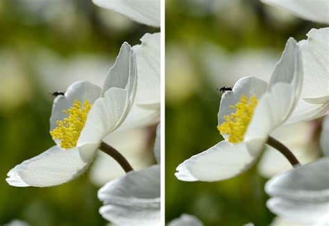 Image result for Focus Staking Example