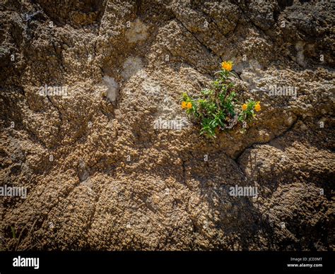 Image result for Sticky Flower