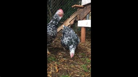 Image result for White Java Chicken