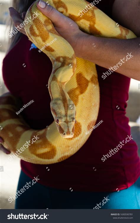 burmese python constricts chick に対する画像結果