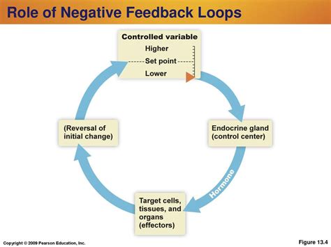 Image result for Brain Negative Feedback Loop