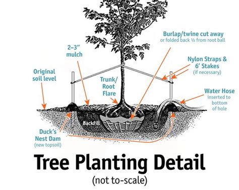 Toradh íomhá ar Red Maple Tree Root Problem