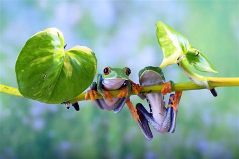 Afbeeldingsresultaten voor Tree Frog Hanging