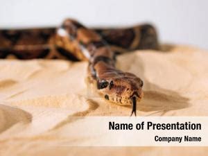 Image result for Python PPT Backgroung Images