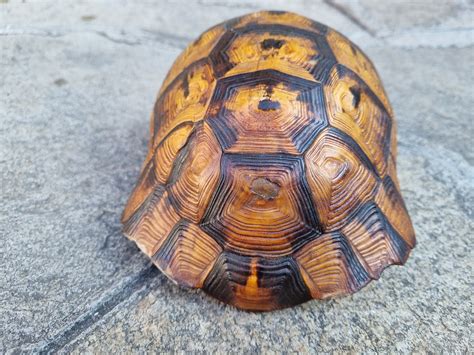 Image result for Large Artificial Turtle Shell