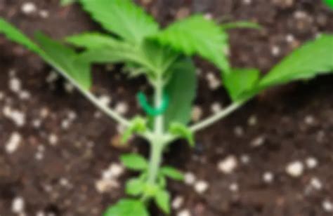 Résultat d’images pour LST Autoflower