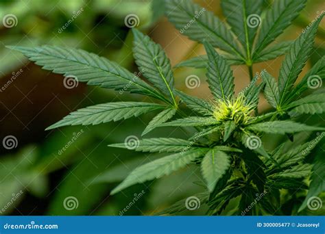 Buds Grow に対する画像結果