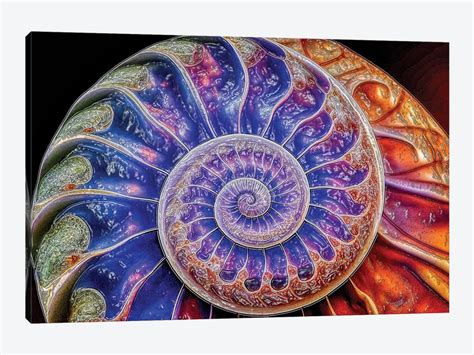 Nautilus Shell Fibonacci Spiral Abstrac - Canvas Art Print | OLena Art