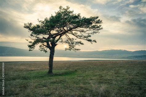 Toradh íomhá ar Single Tree Frame Net