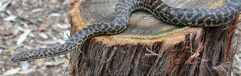 Image result for Spotted Python Natural Habitat