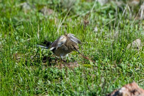 Afbeeldingsresultaten voor Bird Worm Spring