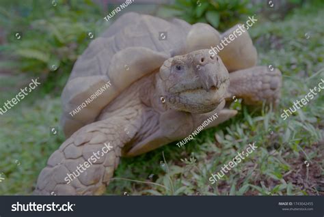 Image result for Animals of Java